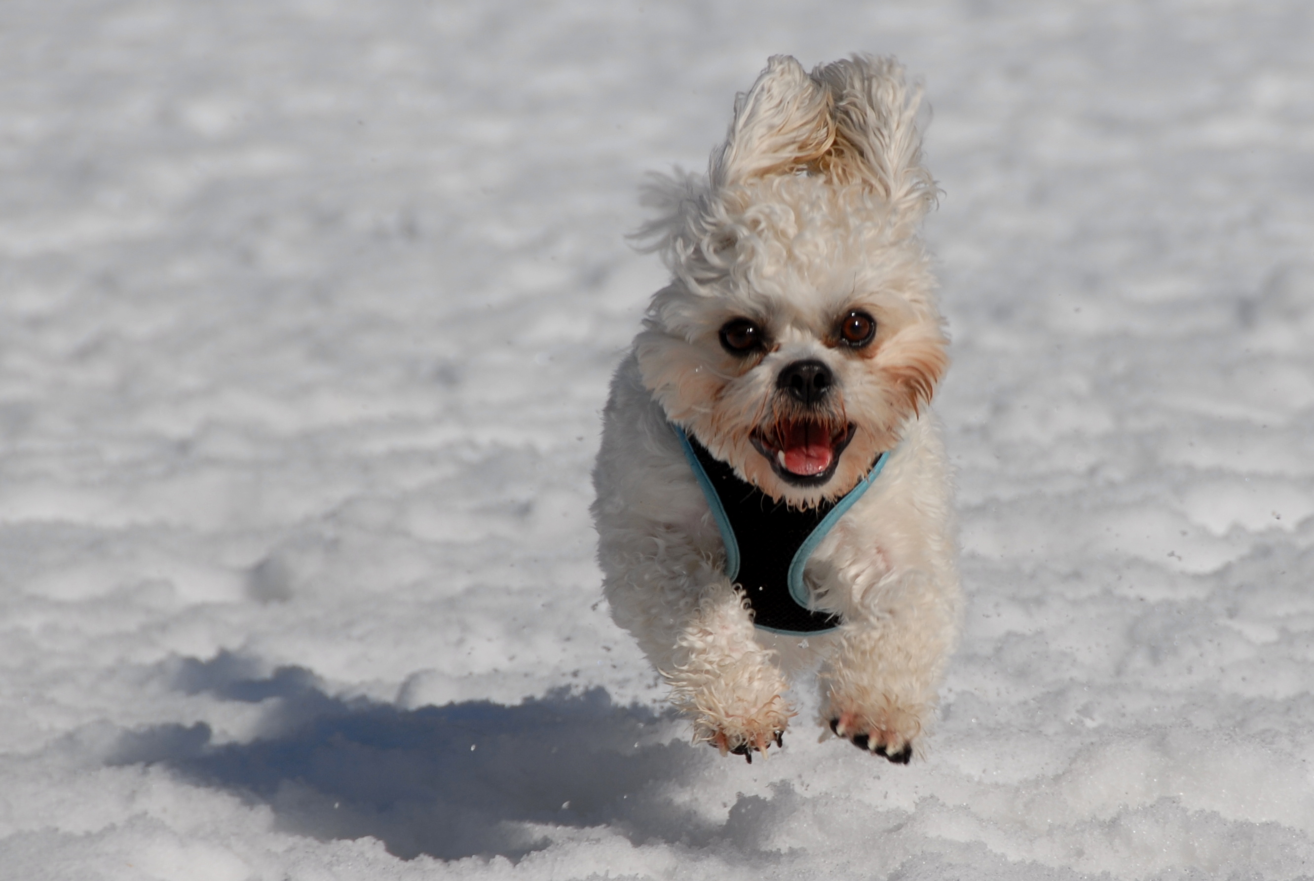Αποτέλεσμα εικόνας για dog in the snow